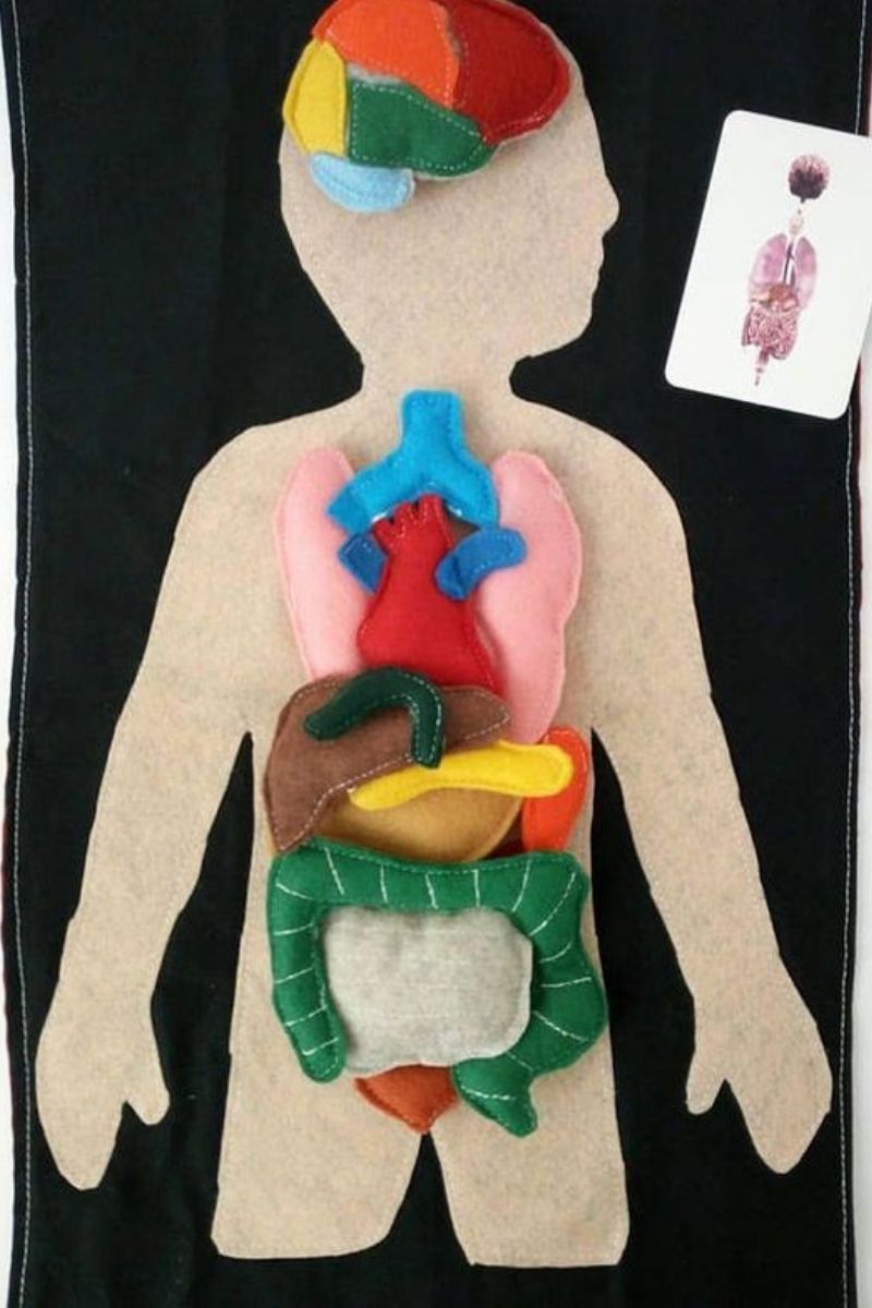 felt internal organs body anatomy